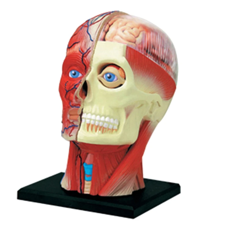 -Torso Human Body Model Education Head Muscles Nerve Organs Model For Student Teaching Study Assembling Model
-Torso Human Body Model Education Head Muscles Nerve Organs Model For Student Teaching Study Assembling Model