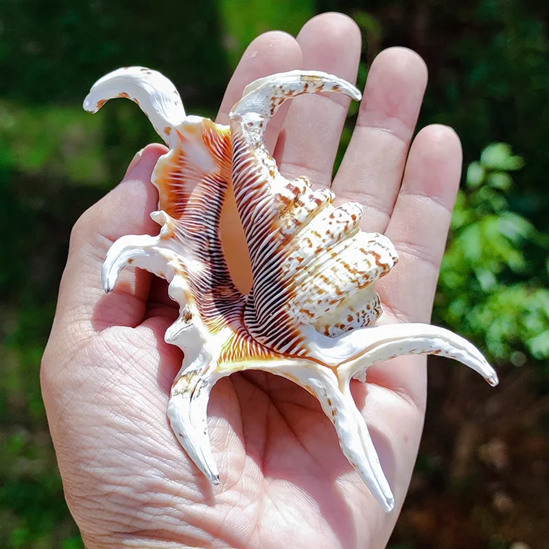 1PC Conch Shell Water Word Snail Hexagonal Snail Shell Home Aquarium Landscaping Fish Tank Decor Shooting Props Children's Gift 
1PC Conch Shell Water Word Snail Hexagonal Snail Shell Home Aquarium Landscaping Fish Tank Decor Shooting Props Children's Gift