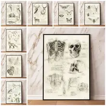 Butterfly Sea Wild Animals human body Skeleton Studies Poster Laboratory Institute Room Quality Canvas Retro wall art Painting