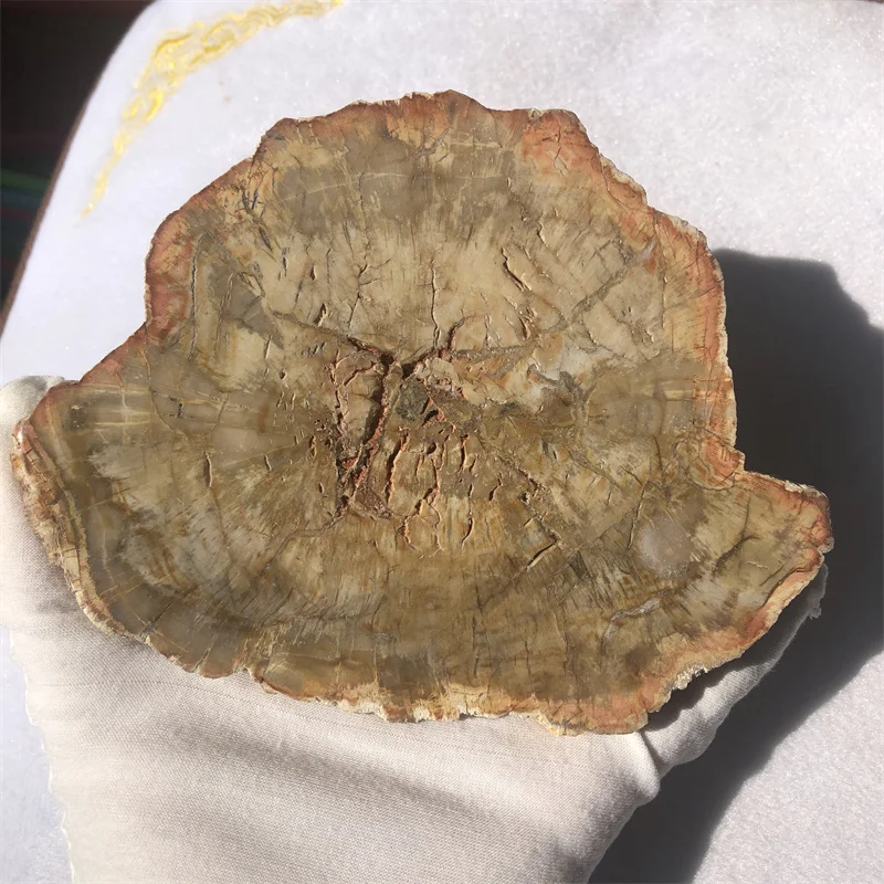 390g Natural Petrified Wood Specimen Semi-precious Stone Slices Crystals Healing Stones for Home Decor for Sale
390g Natural Petrified Wood Specimen Semi-precious Stone Slices Crystals Healing Stones for Home Decor for Sale