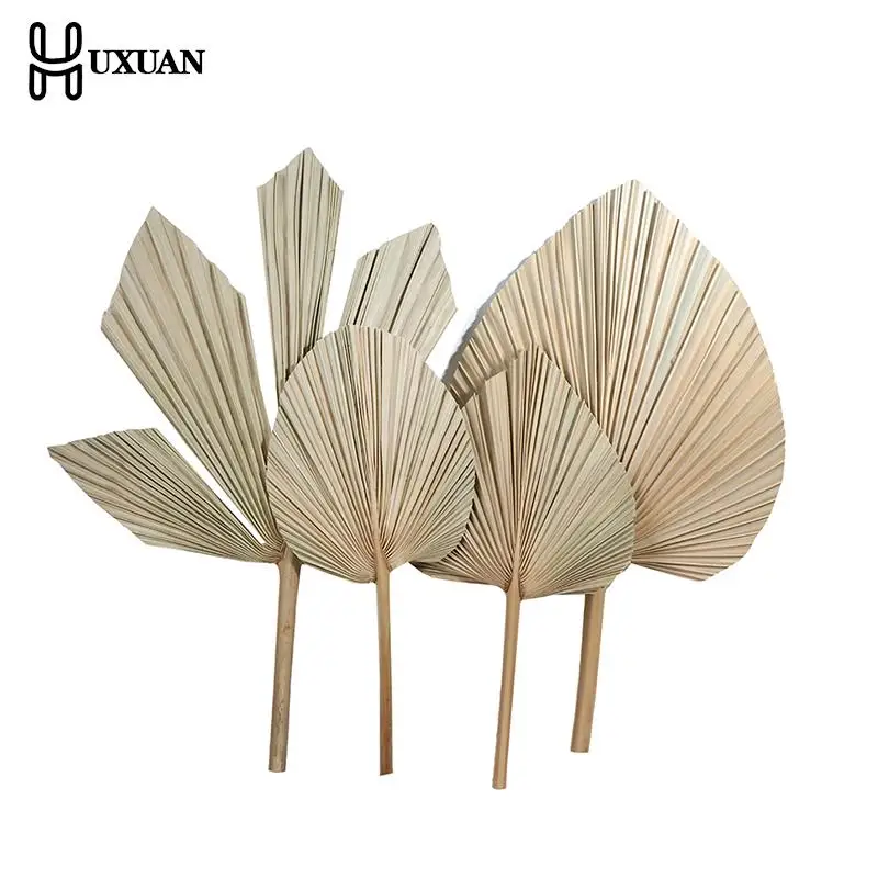 

Natural Dried Palm Leaves Tropical Dried Palm Fans Boho Dry Leaves Decor For Home Kitchen Wedding Bouquet Fleure Sechee