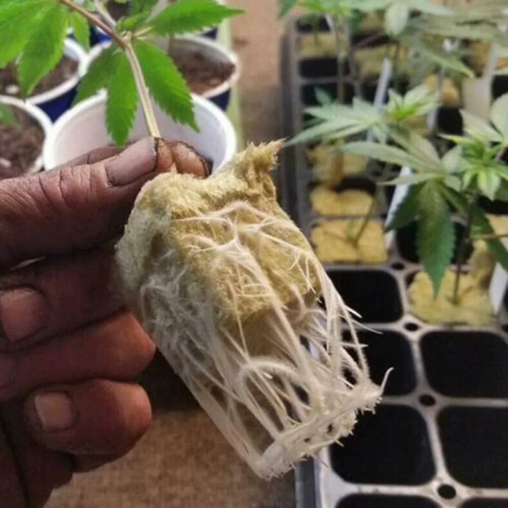50 Sets Cubes With Net Pots For Hydroponics Aquaponics Growing Vertical Garden Vegetable Soilless Grow Net Pot
50 Sets Cubes With Net Pots For Hydroponics Aquaponics Growing Vertical Garden Vegetable Soilless Grow Net Pot