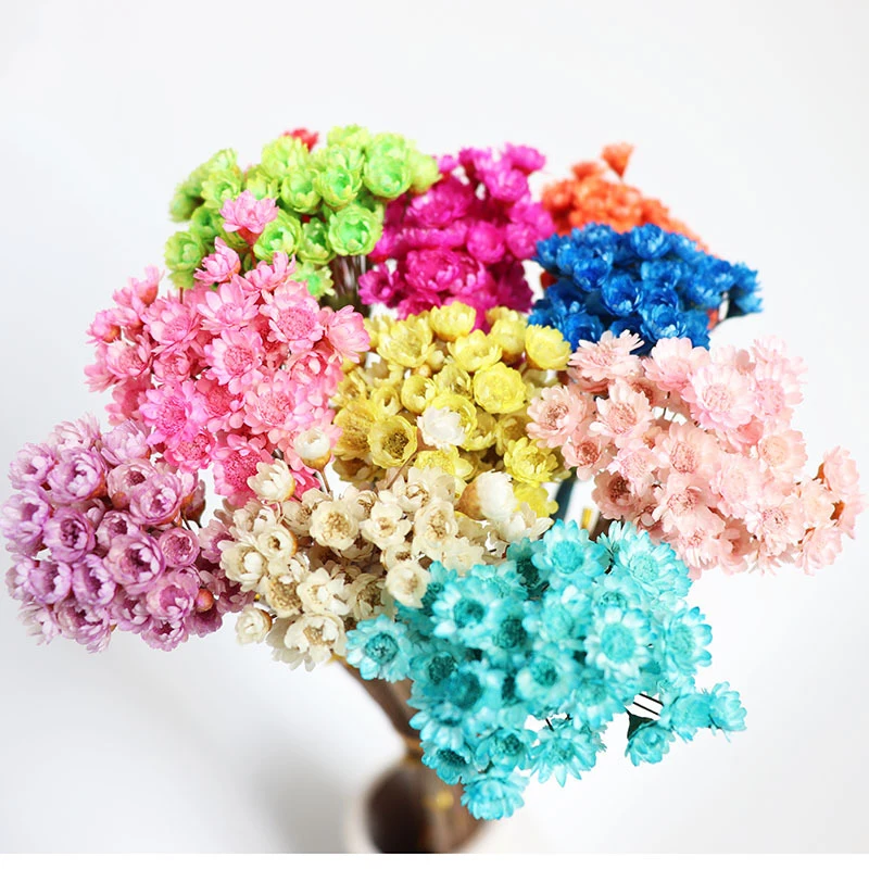50/Pcs Natural Dried Flowers Brazilian Small Star Flower Preserved Flowers Floating DIY Floral Wedding Party Decoration 
50/Pcs Natural Dried Flowers Brazilian Small Star Flower Preserved Flowers Floating DIY Floral Wedding Party Decoration