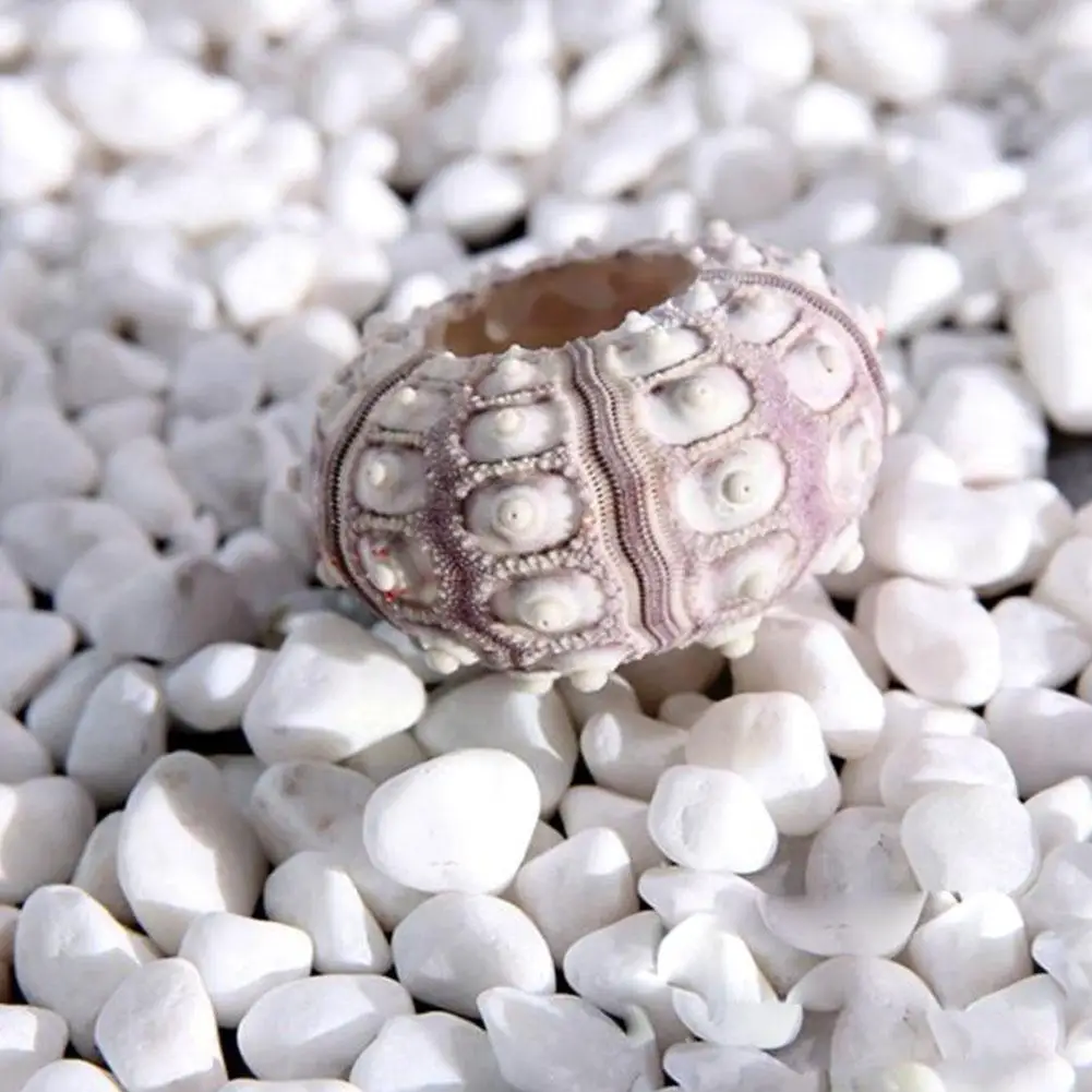 Естественные ракушки ракушка, морской урчин, ананас, цветочный горшок, Пляжное украшение, ракушки, аквариум, Средиземноморское ремесло, дом ... 
Естественные ракушки ракушка, морской урчин, ананас, цветочный горшок, Пляжное украшение, ракушки, аквариум, Средиземноморское ремесло, дом ...