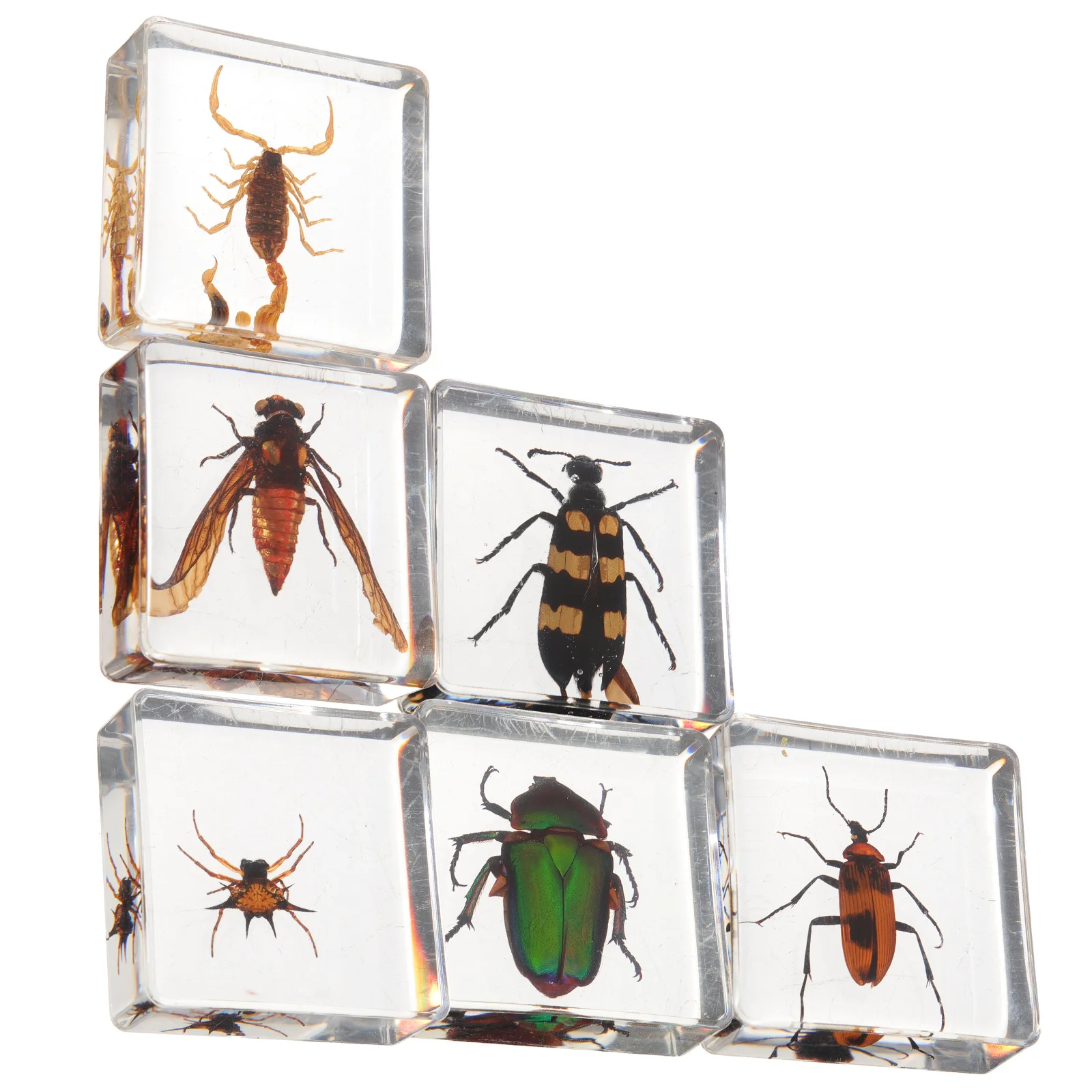 6 Pcs Insect Specimen Desk Decoration Insects Desktop Decors Home Resin Table Indoor Adorn Amber
6 Pcs Insect Specimen Desk Decoration Insects Desktop Decors Home Resin Table Indoor Adorn Amber