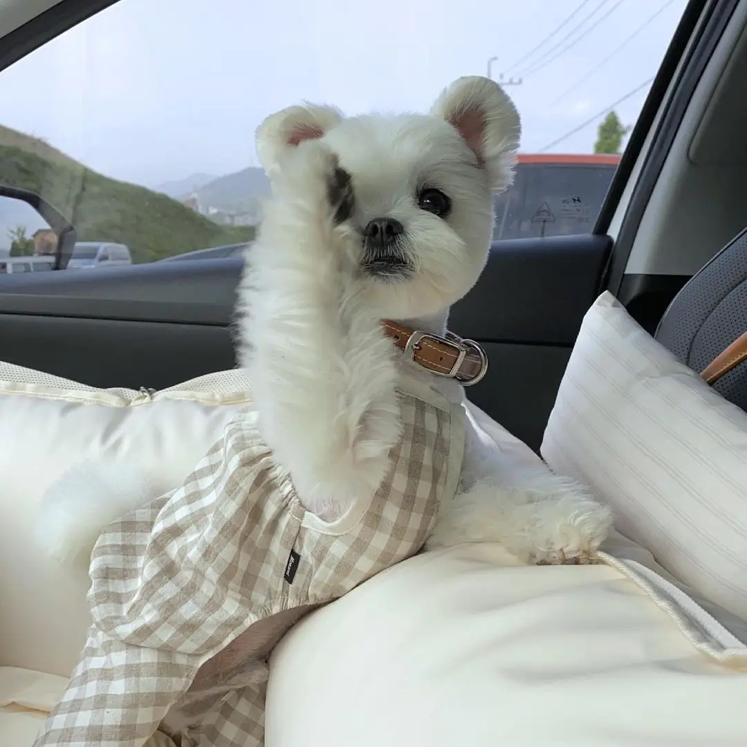 Korean spring and summer vintage suspenders checked suspenders pet clothes dog suspenders Bixiong VIP
Korean spring and summer vintage suspenders checked suspenders pet clothes dog suspenders Bixiong VIP