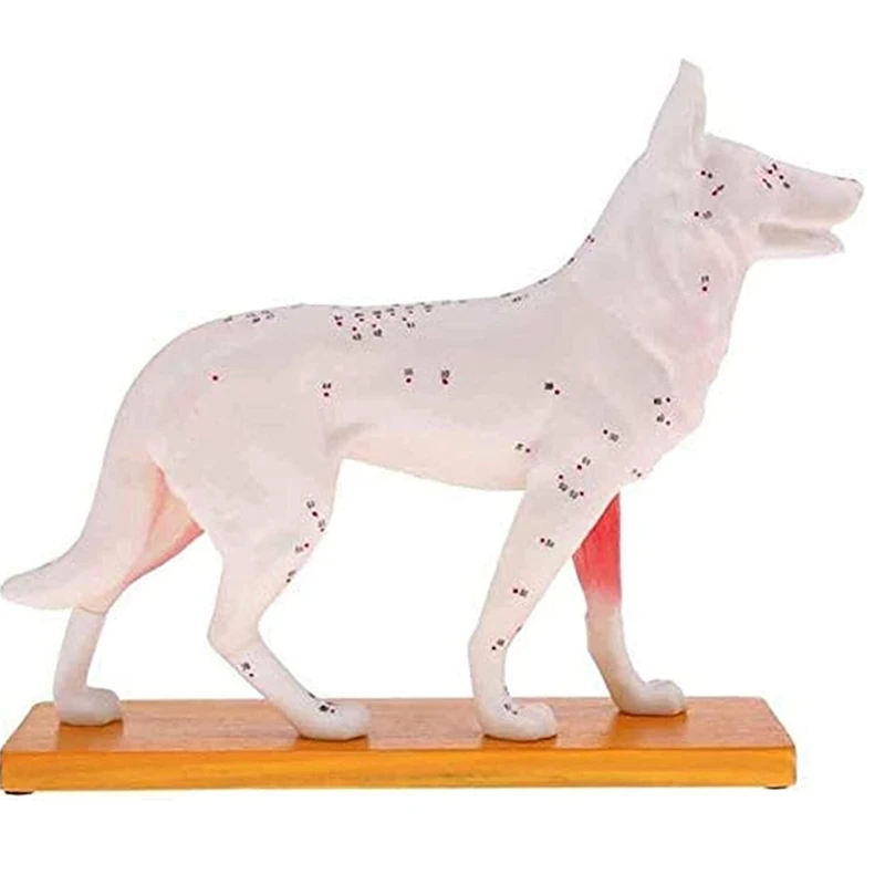 Anatomical Dog Model Acupuncture Anatomy Acupuncture Point Model Of The Dog Body With 72 Acupuncture Points Study Model
Anatomical Dog Model Acupuncture Anatomy Acupuncture Point Model Of The Dog Body With 72 Acupuncture Points Study Model