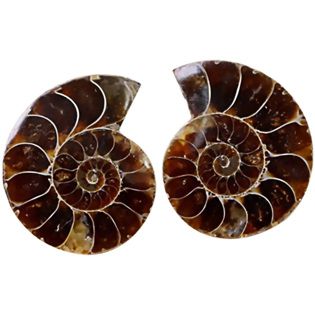

Fossil Specimen Ammonite Fossils Shell Teaching Specimens Sample Decoration Collection Crystal Model Stones Home Adornment