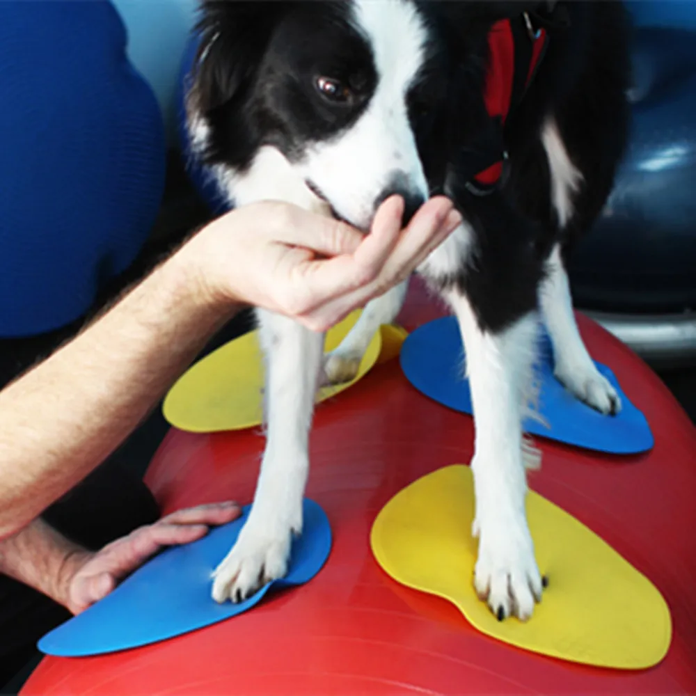 Pet Dog Marking Fixation Discs Training Fitness Rehab Exercise Rehabilitation Agility Hind Limb Strengt Dog Agility Training
Pet Dog Marking Fixation Discs Training Fitness Rehab Exercise Rehabilitation Agility Hind Limb Strengt Dog Agility Training