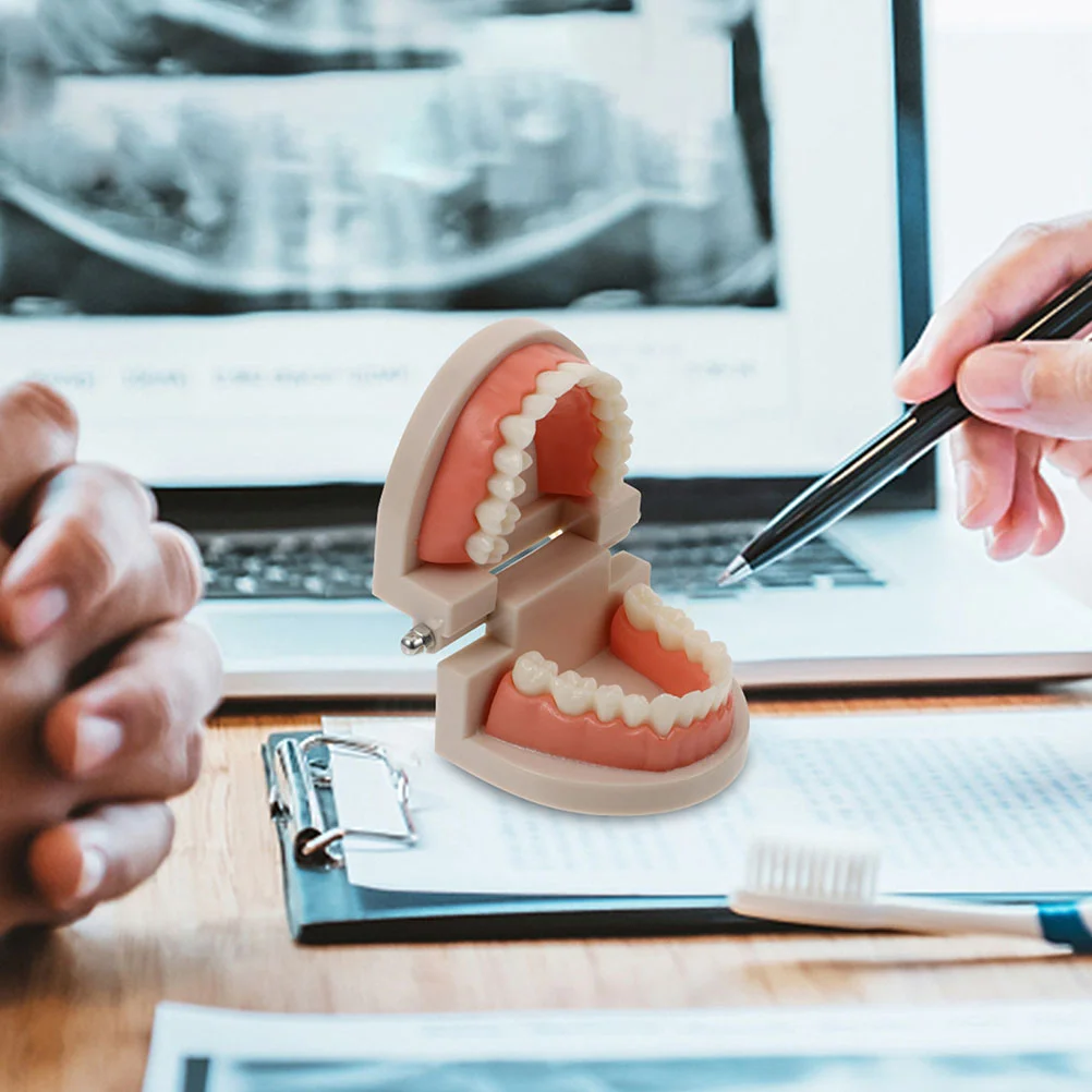 1 Set Standard Teeth Model Teaching Study Oral Education Tooth Demonstration Model
1 Set Standard Teeth Model Teaching Study Oral Education Tooth Demonstration Model