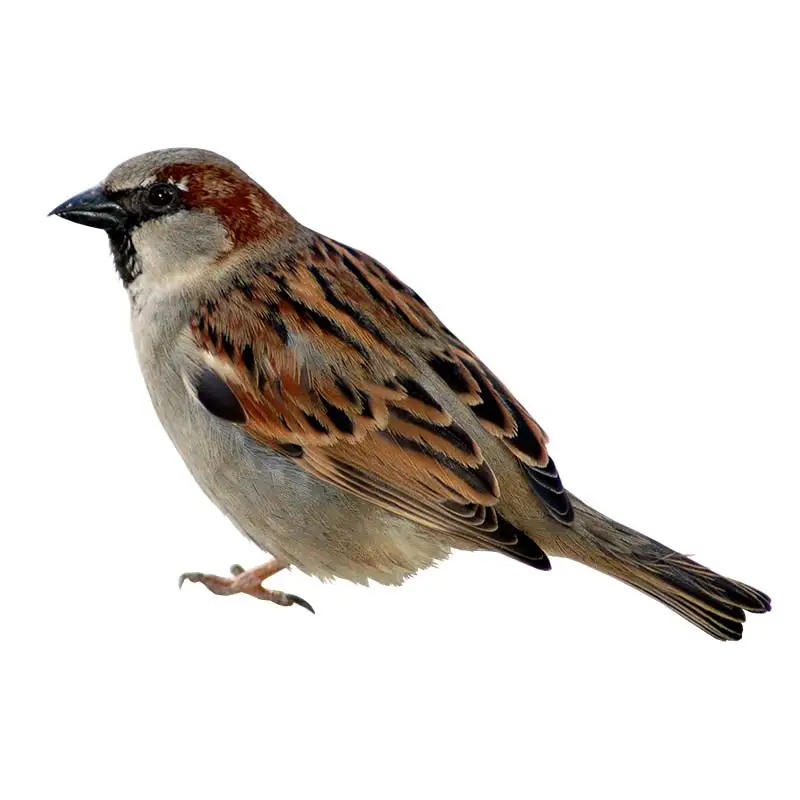 Роспись птицы наклейка ПВХ
Роспись птицы наклейка ПВХ