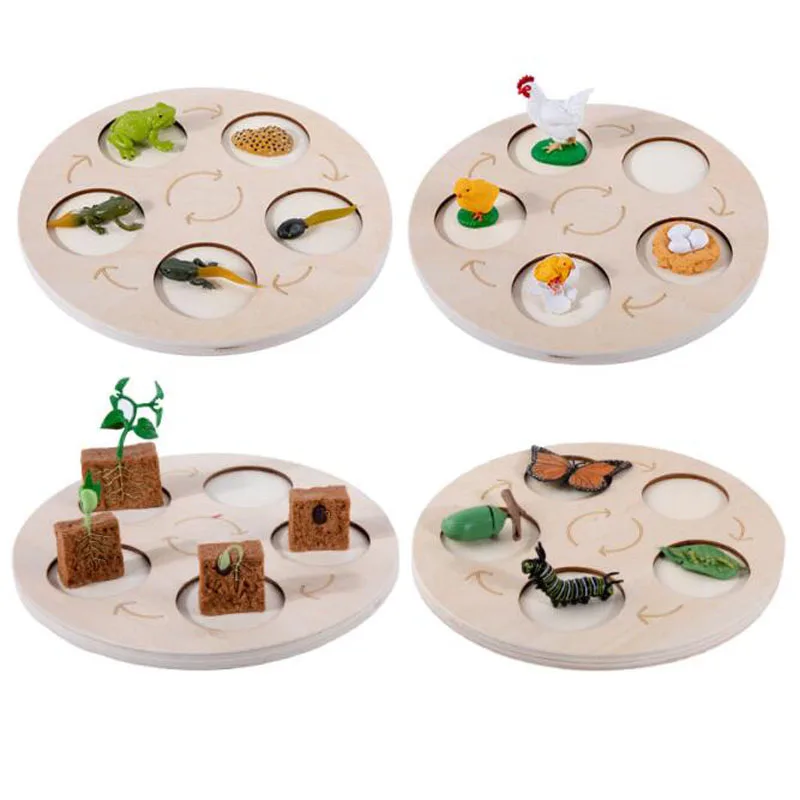 Simulation Insect Animal Model Toys Life Growth Cycle Tray Toy Science Education Cognitive Toys Children Gift
Simulation Insect Animal Model Toys Life Growth Cycle Tray Toy Science Education Cognitive Toys Children Gift