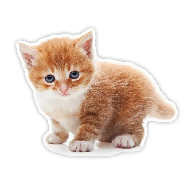 

Tabby cat orange kitten car Sticker 18Cm Model1