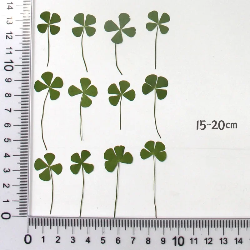 Настоящий природный зеленый четырехлистный клевер 24 шт. 
Настоящий природный зеленый четырехлистный клевер 24 шт.