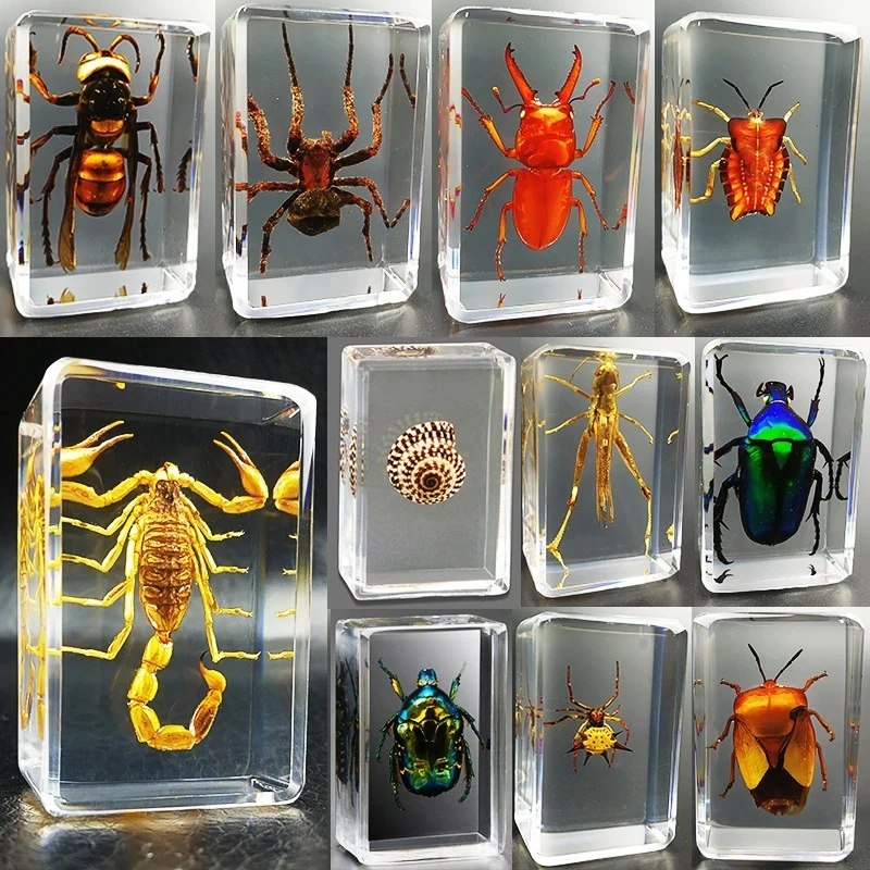 Real Insect Resin Animal Specimen Spider Varied Crab Scorpion Scarab Collection Sciences Children Cognitive Toys Gift Decoration
Real Insect Resin Animal Specimen Spider Varied Crab Scorpion Scarab Collection Sciences Children Cognitive Toys Gift Decoration