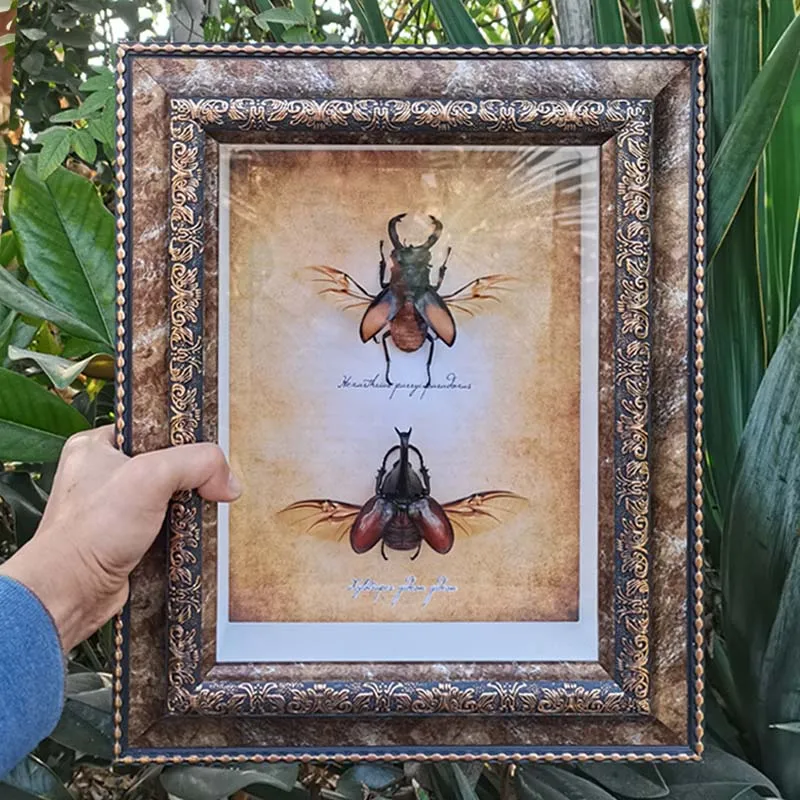 Big Beetle Specimen Box Insect Animal Figure Elytra Scarab Unicorn Stag Beetle Study Decorations for Home Size 30*38*7cm
Big Beetle Specimen Box Insect Animal Figure Elytra Scarab Unicorn Stag Beetle Study Decorations for Home Size 30*38*7cm