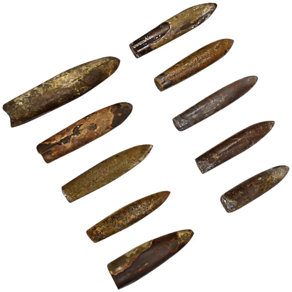 Classroom Teaching Specimen Fish Arrow Stone Fossil Dining Table Decor Children Toys
Classroom Teaching Specimen Fish Arrow Stone Fossil Dining Table Decor Children Toys