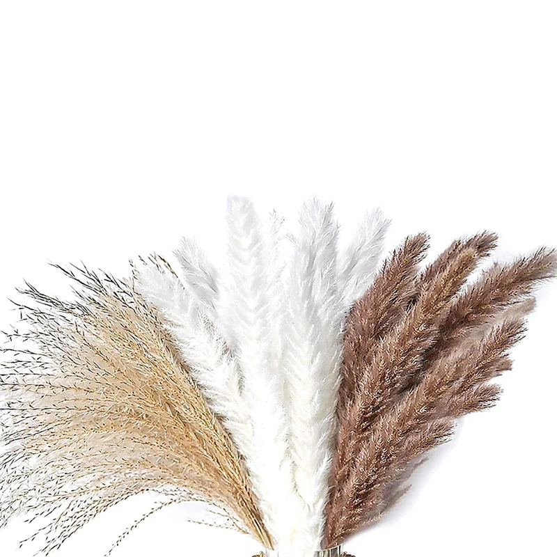100 Pcs Pampas Grass Plant Natural Dried Pampas Grass For Flower Arrangements Wedding Home Decor 
100 Pcs Pampas Grass Plant Natural Dried Pampas Grass For Flower Arrangements Wedding Home Decor