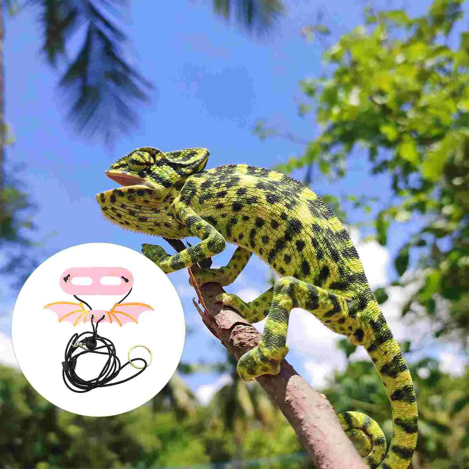 Leash Bearded Dragon Harnesses Lizardlizards Gecko Harness Reptileamphibiananimal Small Clothes Iguana Leashes Wing
Leash Bearded Dragon Harnesses Lizardlizards Gecko Harness Reptileamphibiananimal Small Clothes Iguana Leashes Wing