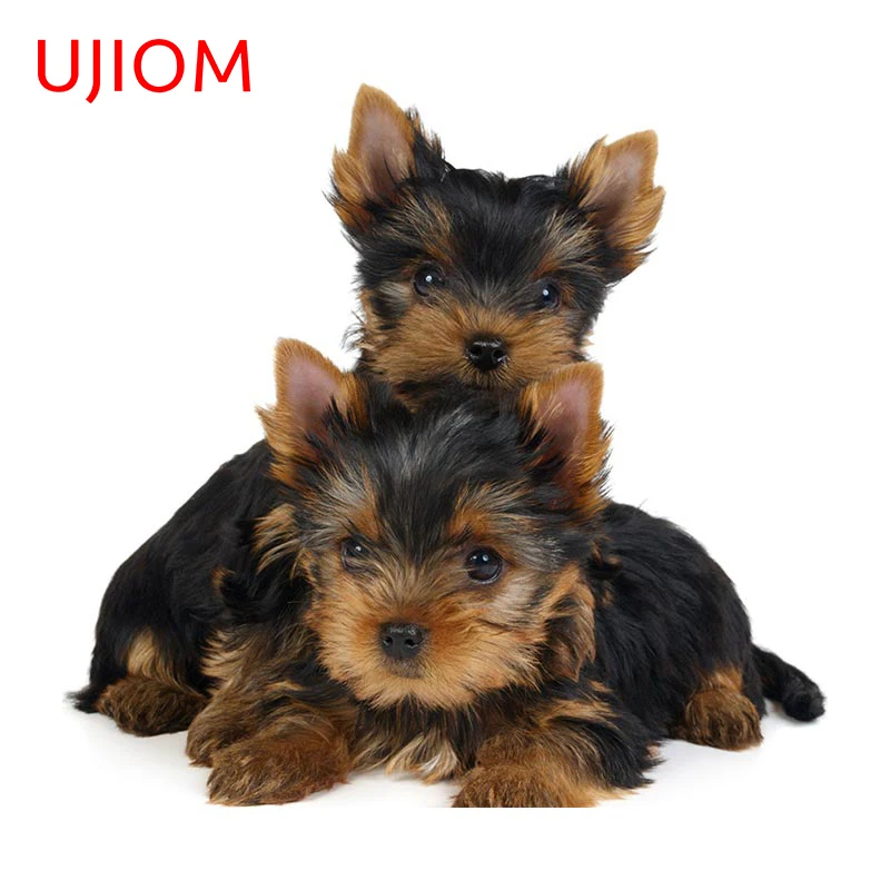 UJIOM for Animal Yorkshire Terrier Puppy Wall Sticker Waterproof Vinyl Decal Living Kitchen Wardrobe Bathroom Personality Decor
UJIOM for Animal Yorkshire Terrier Puppy Wall Sticker Waterproof Vinyl Decal Living Kitchen Wardrobe Bathroom Personality Decor