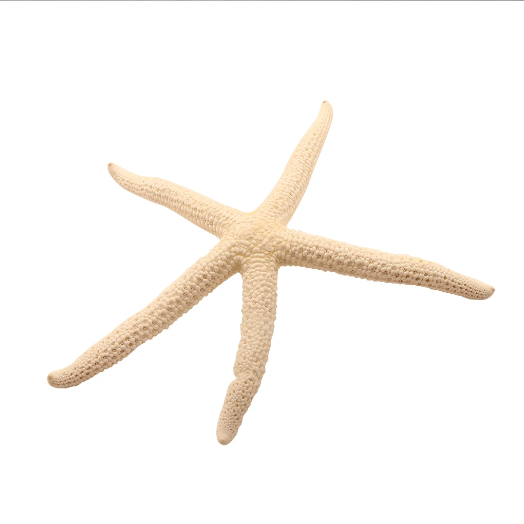 Natural 5-12cm/10-12cm White Finger Starfish Sea Stylish Home Hair Wedding Decor and Craft Project
Natural 5-12cm/10-12cm White Finger Starfish Sea Stylish Home Hair Wedding Decor and Craft Project