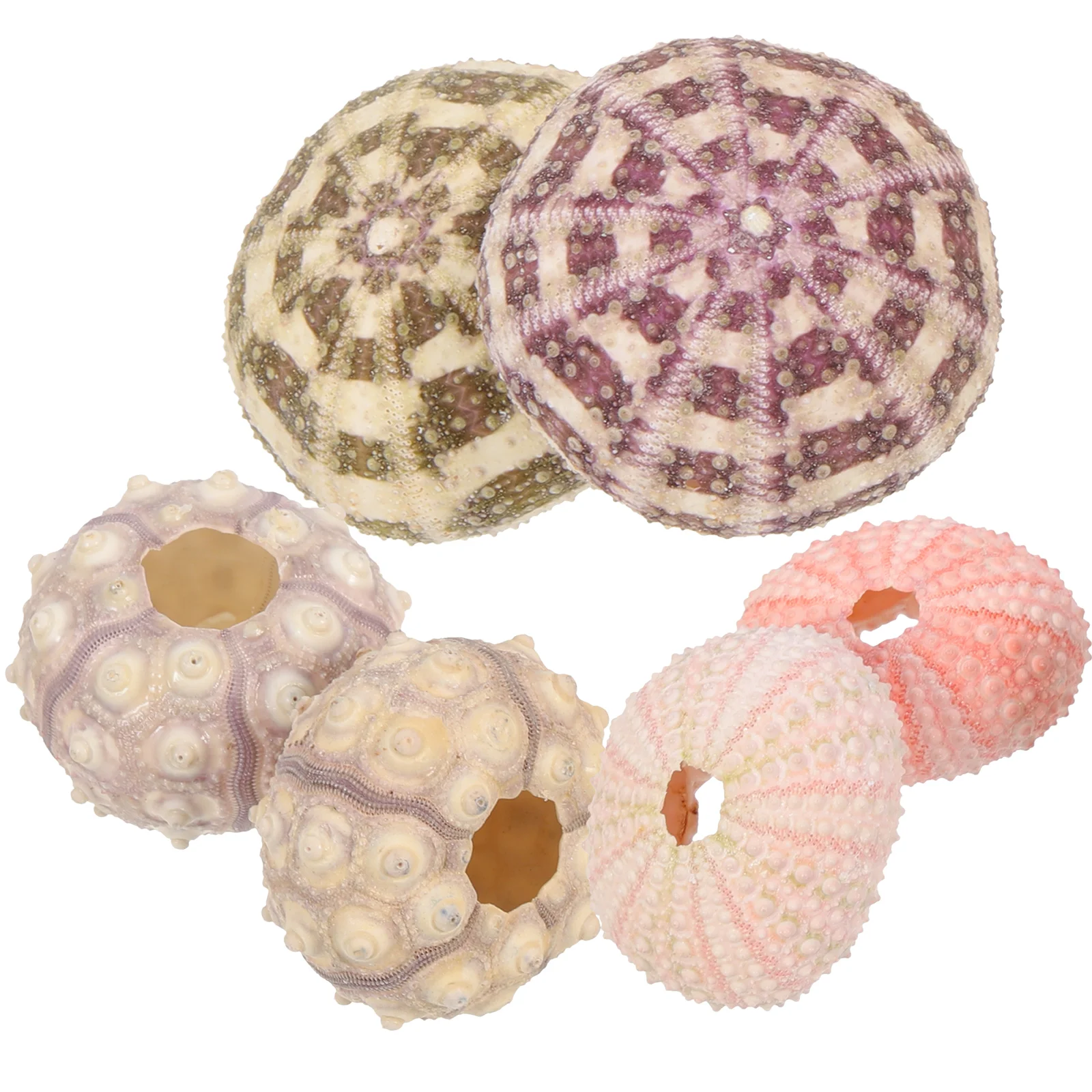 Urchin Sea Airholder Decor Seashell Planter Pot Succulent Diy Shell Shells Beach Style Decors Vase Tillandsia Mediterranean
Urchin Sea Airholder Decor Seashell Planter Pot Succulent Diy Shell Shells Beach Style Decors Vase Tillandsia Mediterranean
