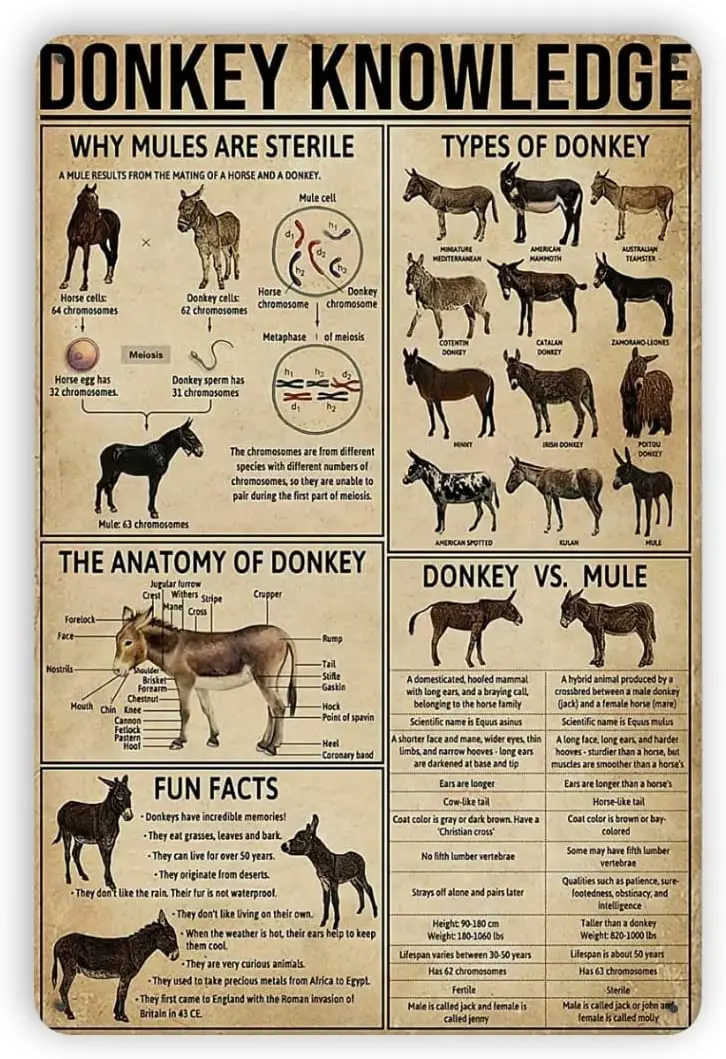 Metal Tin Signs Donkey Metal Sign Donkey Knowledge Poster Tin Sign Metal Sign Metal Tin Sign Metal Plaque
Metal Tin Signs Donkey Metal Sign Donkey Knowledge Poster Tin Sign Metal Sign Metal Tin Sign Metal Plaque