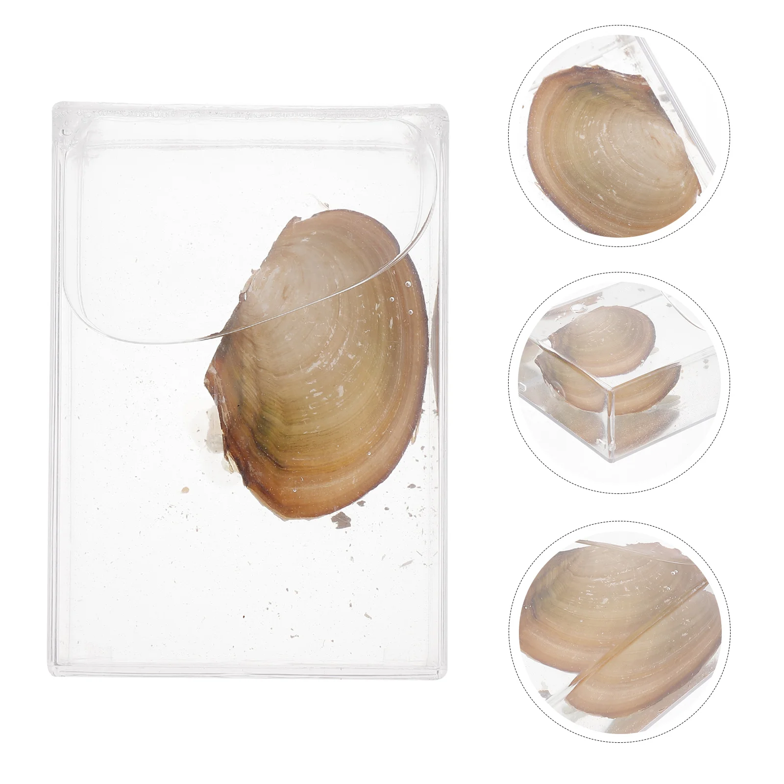 Teaching Experiment Equipment Mussel Tool Specimen Ocean Biology Sample Shell Plastic Primary School
Teaching Experiment Equipment Mussel Tool Specimen Ocean Biology Sample Shell Plastic Primary School
