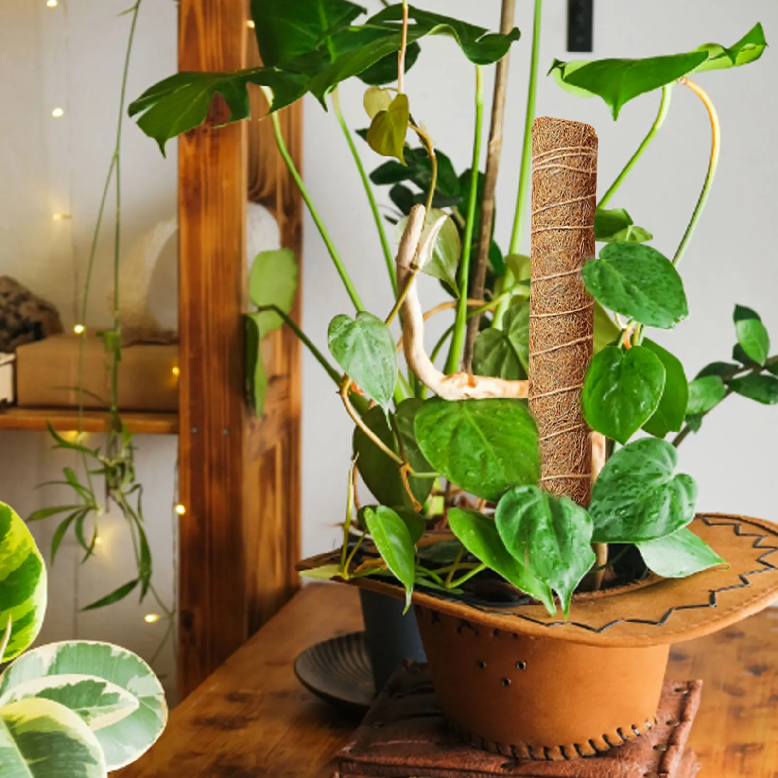 Plant Climbing Pole Coir Totem Plant Support Moss Palm Vines Coco Sticks For Climbing House Indoor Potted Plants Creeper Grow
Plant Climbing Pole Coir Totem Plant Support Moss Palm Vines Coco Sticks For Climbing House Indoor Potted Plants Creeper Grow