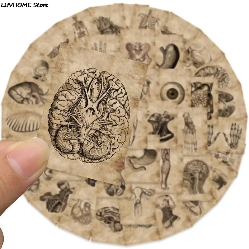 56pcs Human Anatomy Physiology Skull Internal Organs Sticker Skeleton Graffiti Stickers Luggage Laptop PVC Waterproof Stickers
56pcs Human Anatomy Physiology Skull Internal Organs Sticker Skeleton Graffiti Stickers Luggage Laptop PVC Waterproof Stickers