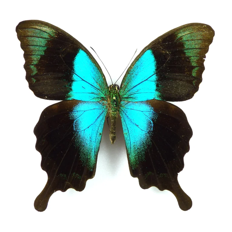 Papilio перантус настоящая бабочка образец выставки DIY ремесла Декор для дома праздничные подарки статуи для украшения
Papilio перантус настоящая бабочка образец выставки DIY ремесла Декор для дома праздничные подарки статуи для украшения