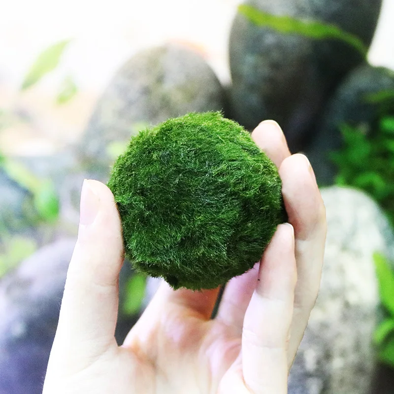 3-4cm Marimo Moss Ball Live Aquarium Plant Fish Shrimp Tank Ornament Aquarium Ornamental Foreground Grass Marimo Alga Viva
3-4cm Marimo Moss Ball Live Aquarium Plant Fish Shrimp Tank Ornament Aquarium Ornamental Foreground Grass Marimo Alga Viva