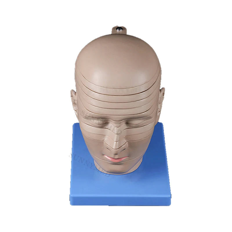 SY-N087 Horizontal section brain anatomical model medical teaching model rotating style of brain anatomy
SY-N087 Horizontal section brain anatomical model medical teaching model rotating style of brain anatomy