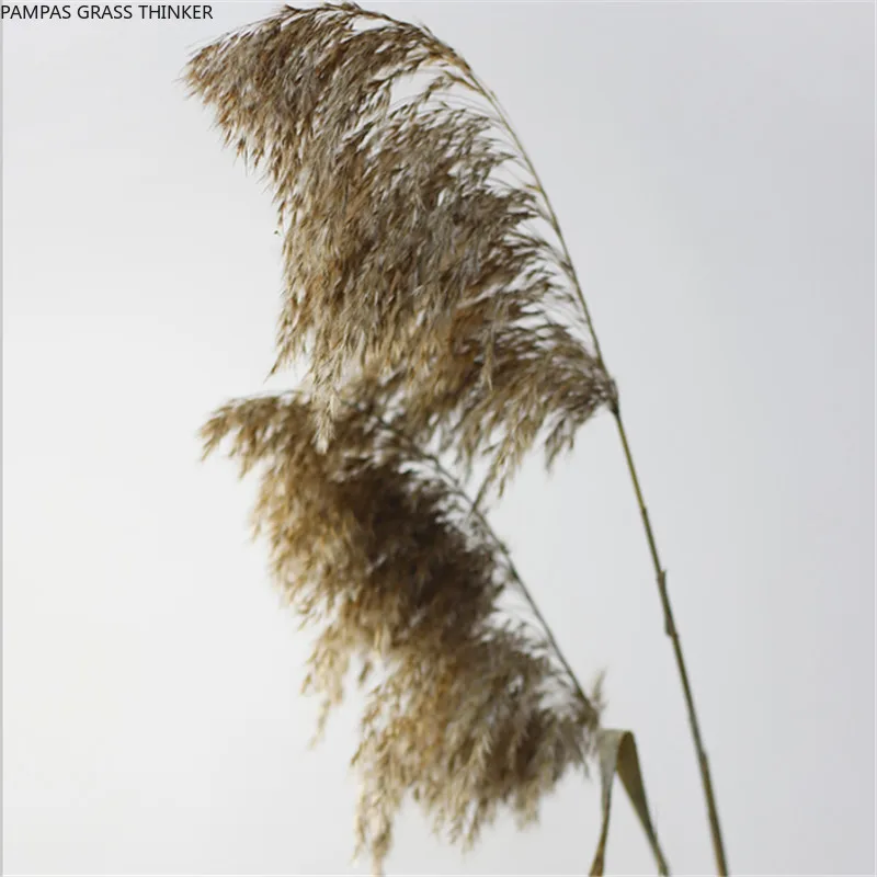 30pcs Pure natural reed flowers wedding pampas grass bunch home decor window display dried pampas flowers bunch
30pcs Pure natural reed flowers wedding pampas grass bunch home decor window display dried pampas flowers bunch