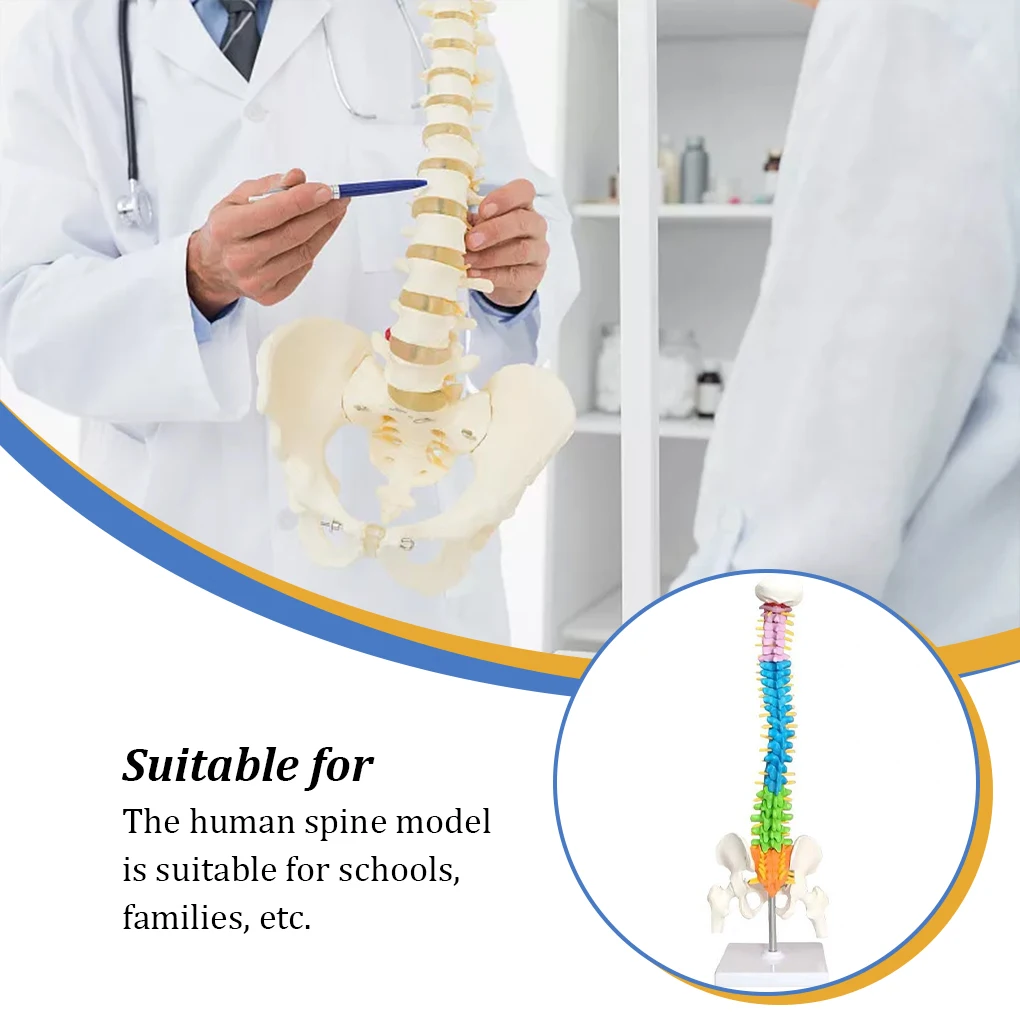 Professional Anatomical Spine Model Flexible Removable Waterproof Spinal Column Model Improving Cognitive Ability
Professional Anatomical Spine Model Flexible Removable Waterproof Spinal Column Model Improving Cognitive Ability