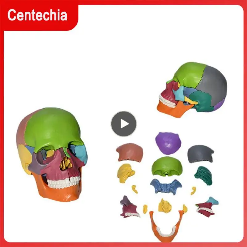 Color For Teaching Skeleton Model Resin Product Lifelike Educational Tools Human Anatomy Model 13.5x8.5x9.5cm Rounded Corners
Color For Teaching Skeleton Model Resin Product Lifelike Educational Tools Human Anatomy Model 13.5x8.5x9.5cm Rounded Corners
