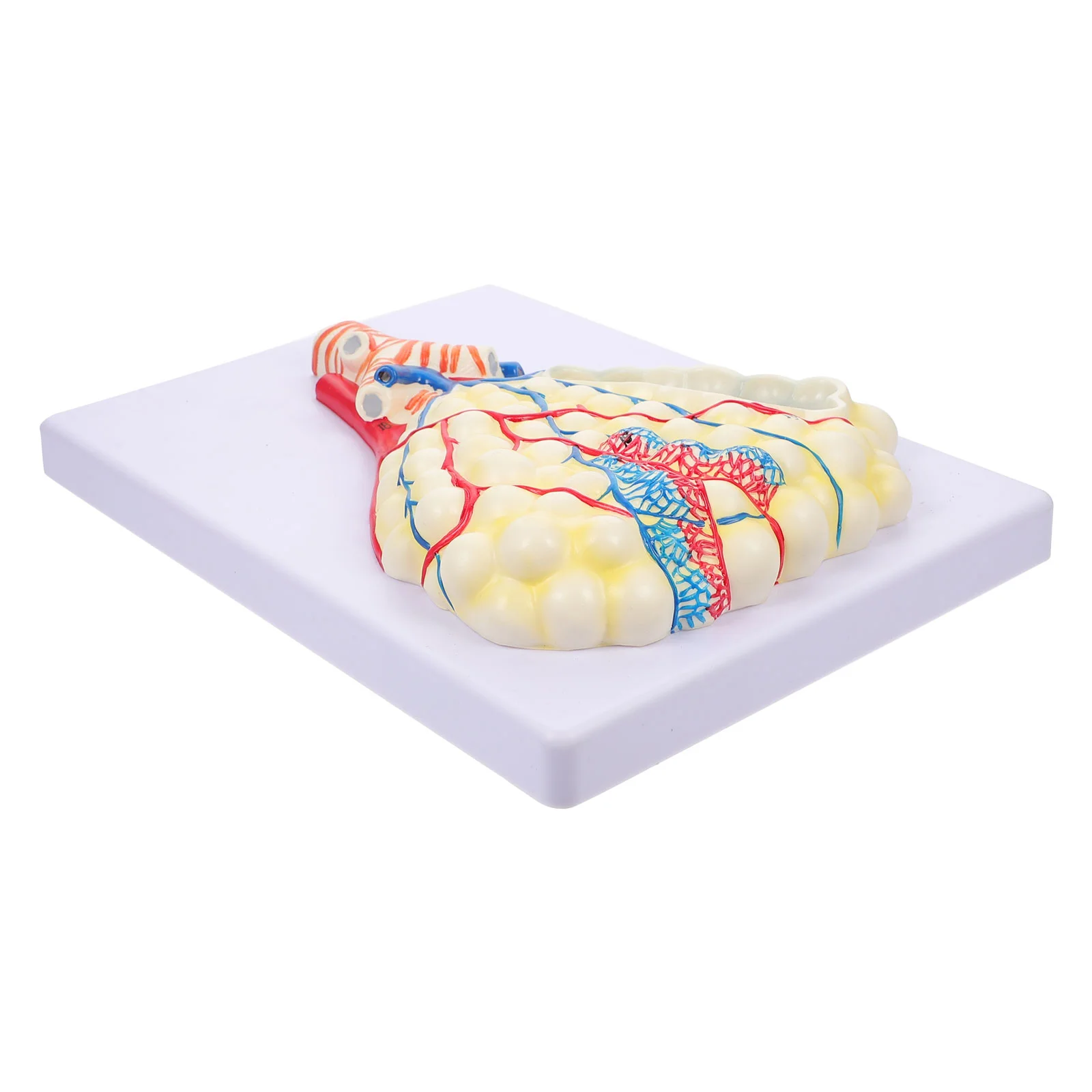 Respiratory Lung Model Respiratory Alveolus Lung Model Teaching Tool
Respiratory Lung Model Respiratory Alveolus Lung Model Teaching Tool