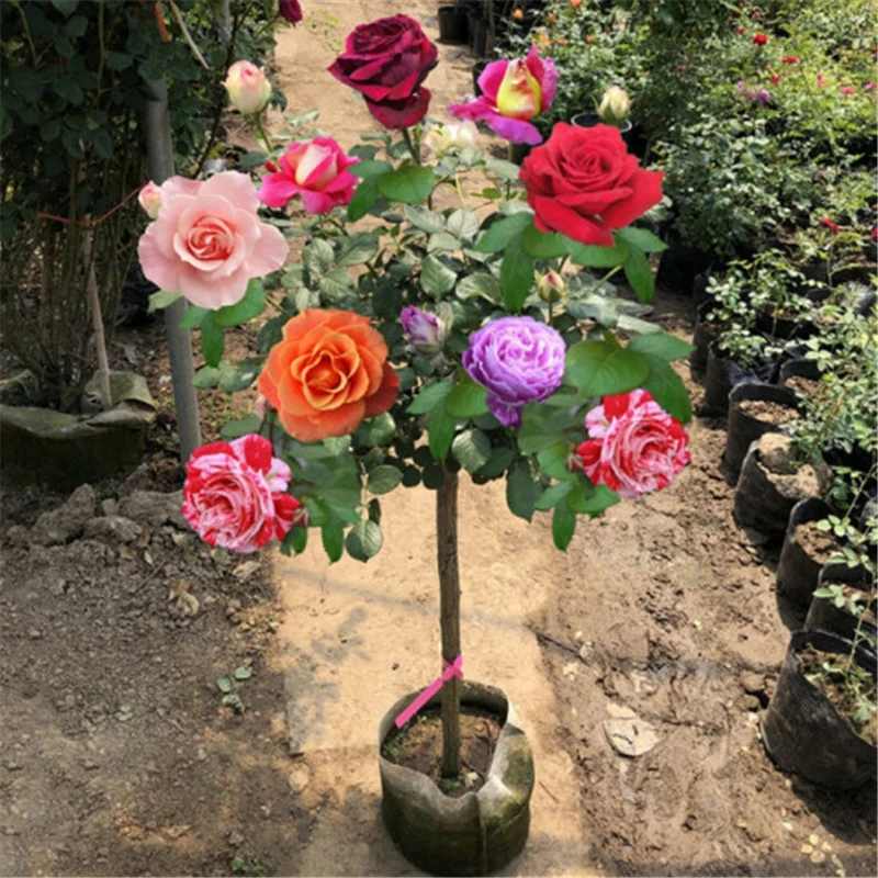 Perfume Lollipop Rose Fragrant Colorful Flower 50Pcs
Perfume Lollipop Rose Fragrant Colorful Flower 50Pcs