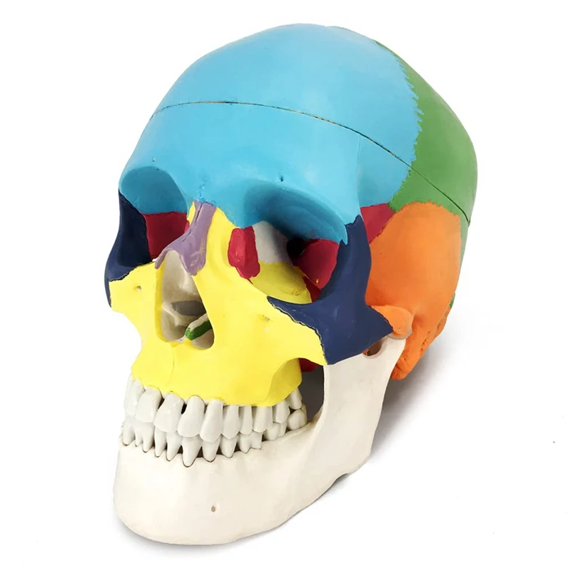 Painted Human Skull Model, Life Size Replica Anatomy Adult Model With Removable Skull Cap And Articulated Mandible
Painted Human Skull Model, Life Size Replica Anatomy Adult Model With Removable Skull Cap And Articulated Mandible