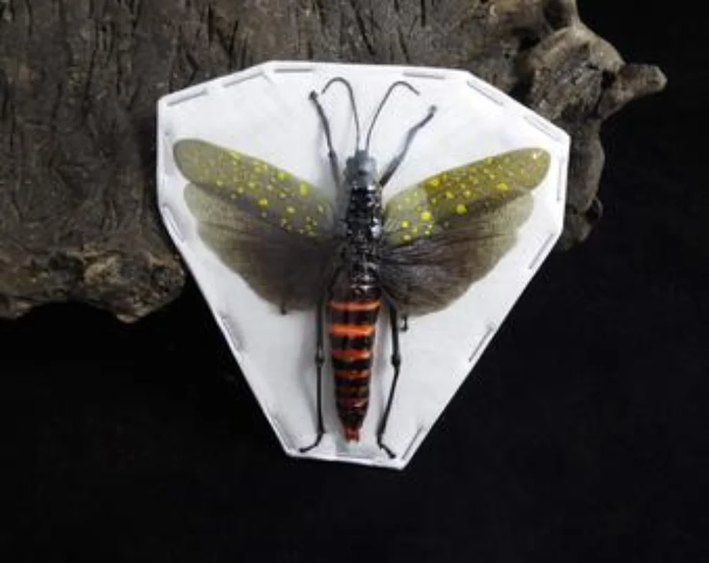 Real specimens of locusts insect specimens Aularches punctatus have spread their wings living room decoration
Real specimens of locusts insect specimens Aularches punctatus have spread their wings living room decoration
