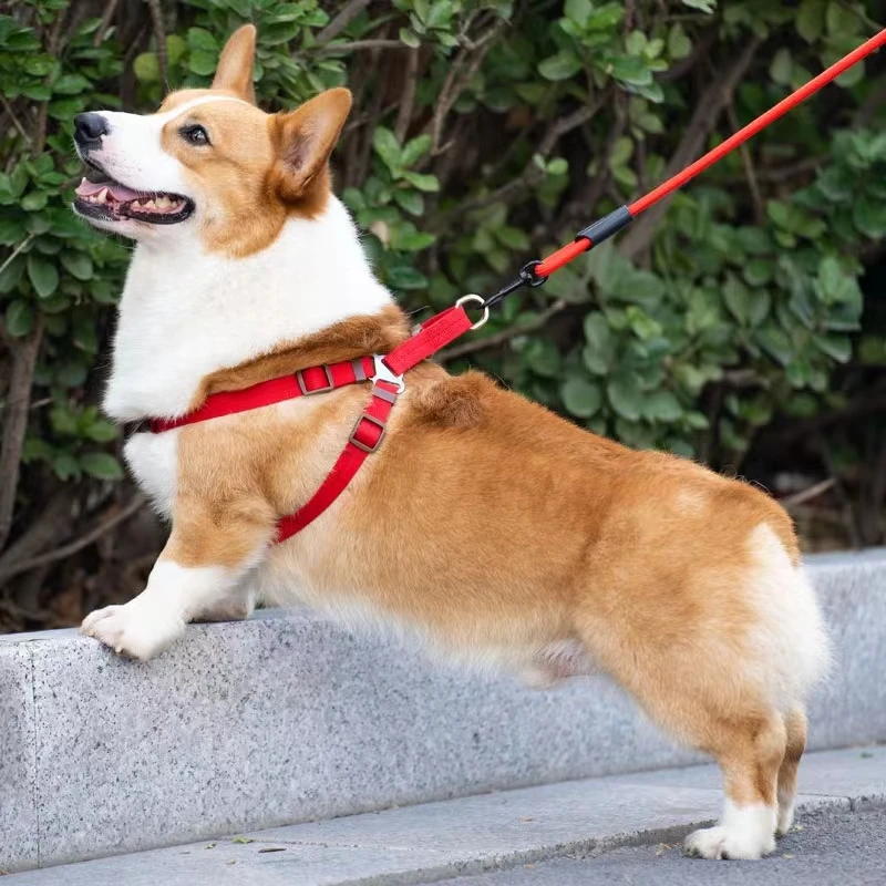 Pet Leash Chest Strap Set Reflective Strong Dog Cat Leash Comfortable Padded Handle Heavy Duty Training Durable Nylon Rope Leash
Pet Leash Chest Strap Set Reflective Strong Dog Cat Leash Comfortable Padded Handle Heavy Duty Training Durable Nylon Rope Leash