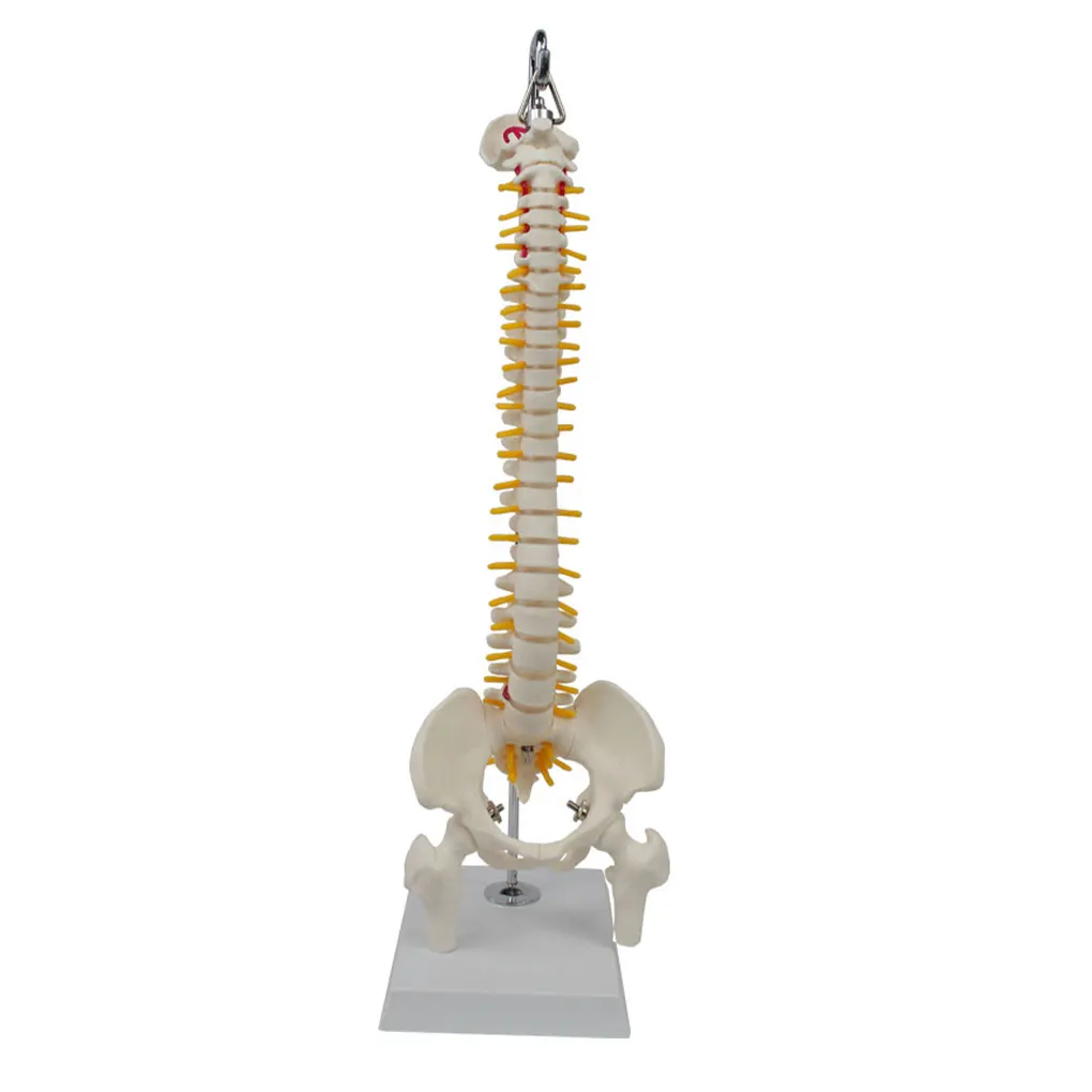 Spinal Model Human Lumbar Column Anatomical Teaching Pelvis Skeleton Hanging Adult Rehabilitation Training Accessories
Spinal Model Human Lumbar Column Anatomical Teaching Pelvis Skeleton Hanging Adult Rehabilitation Training Accessories