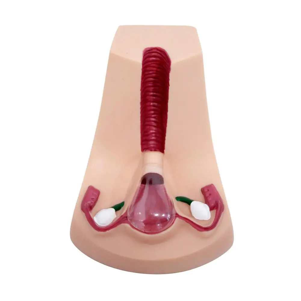 

Female Intrauterine Contraceptive Device Model,IUD Training Simulator Brand new