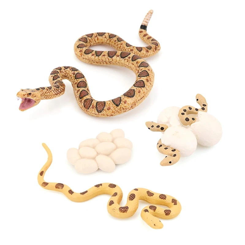 Realistic Animal Life Growth Cycle Biological Model Toys Snake Growth Cycle Biological Model 
Realistic Animal Life Growth Cycle Biological Model Toys Snake Growth Cycle Biological Model