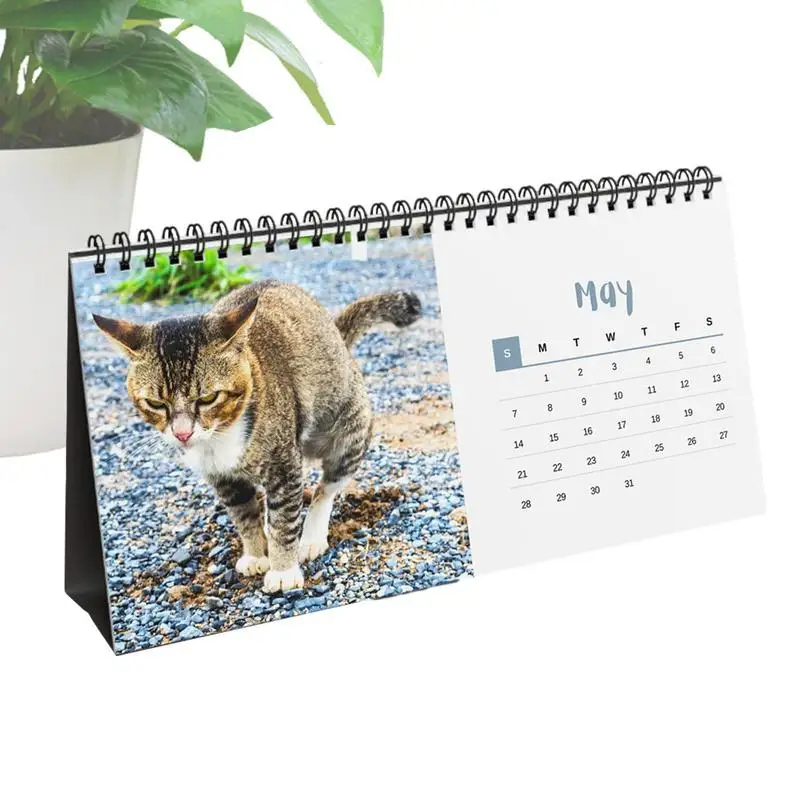 

Календарь для классной комнаты 2024, календарь для креативной кошки, какашки, забавный подарок, Настенный декор для школы, общежития, гостиницы, классной комнаты