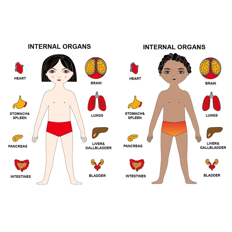 Y3NF Human Body Puzzle for Kids Boy Girl Anatomy Play Set Body Parts Organs Muscles
Y3NF Human Body Puzzle for Kids Boy Girl Anatomy Play Set Body Parts Organs Muscles
