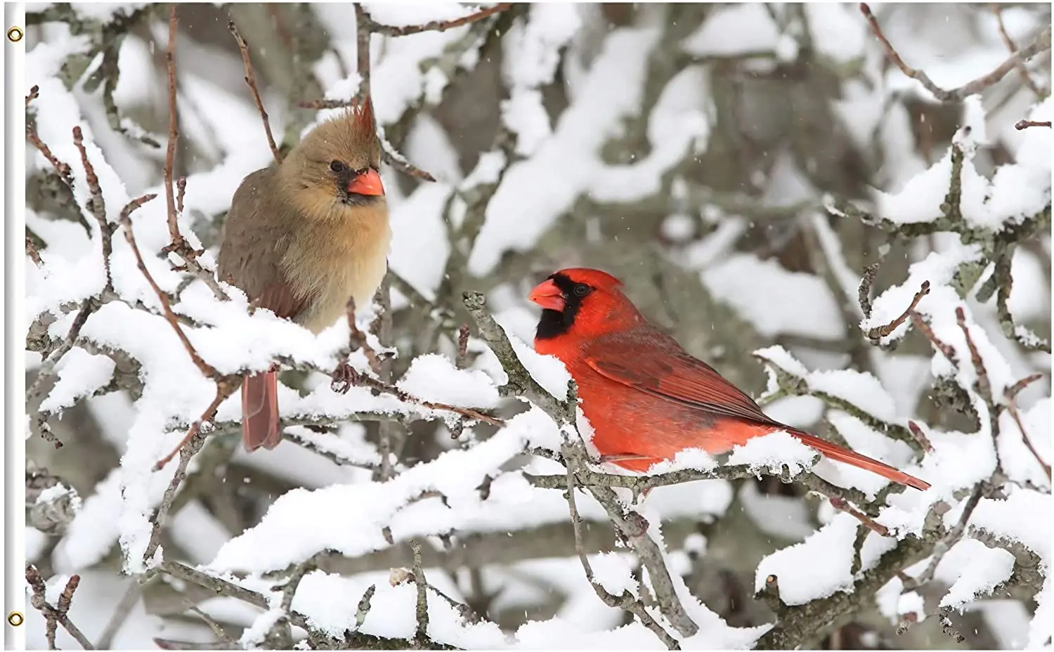 Christmas Birds in Winter Snow Tree Wildlife Animal Seasonal 3x5 Feet Flag, Polyester Flag for Outdoor Indoor Home Decor
Christmas Birds in Winter Snow Tree Wildlife Animal Seasonal 3x5 Feet Flag, Polyester Flag for Outdoor Indoor Home Decor