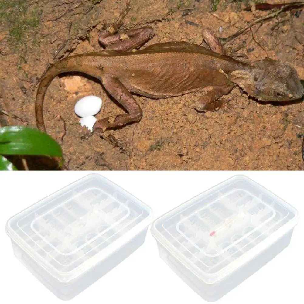 NEW 16-grid Reptile Egg Incubator Box Eggs Tray Snake Lizard Chameleon Hatcher Hatching Tool
NEW 16-grid Reptile Egg Incubator Box Eggs Tray Snake Lizard Chameleon Hatcher Hatching Tool