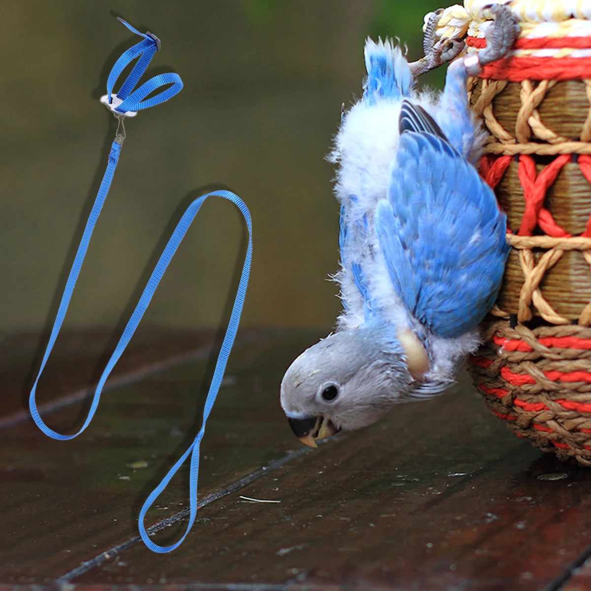 Rope Harness Leash Bird Pet Lizard Hamster Reptile Turtle Training Pulling Parrots Strap Flying Walking Adjustable Tortoise
Rope Harness Leash Bird Pet Lizard Hamster Reptile Turtle Training Pulling Parrots Strap Flying Walking Adjustable Tortoise