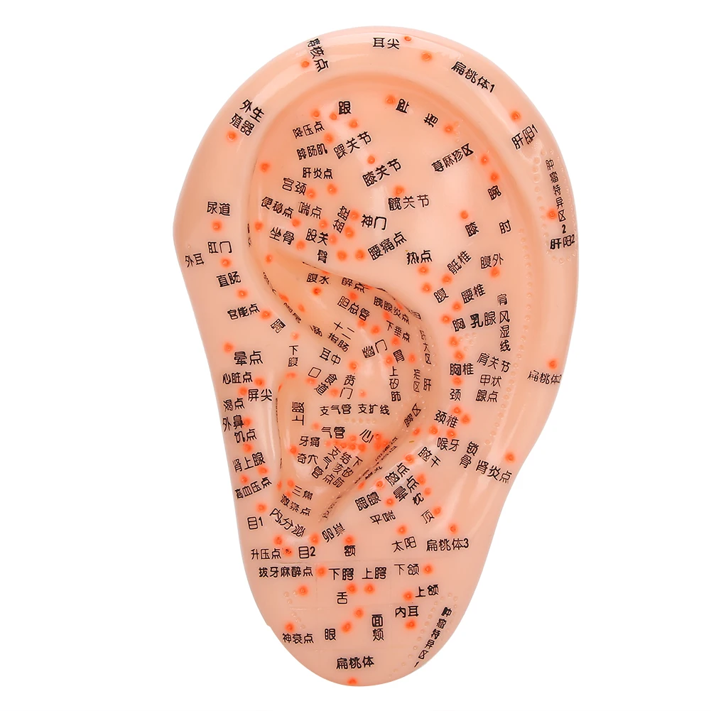 Human Ear Acupuncture Model with Acupuncture Points Ear Massage Model For Home Teaching Training Use PVC Material Safe Healthy
Human Ear Acupuncture Model with Acupuncture Points Ear Massage Model For Home Teaching Training Use PVC Material Safe Healthy